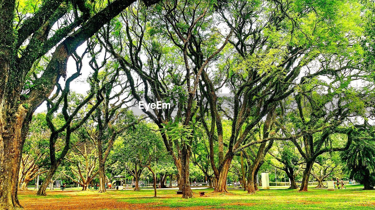 Trees growing on grassy field at park