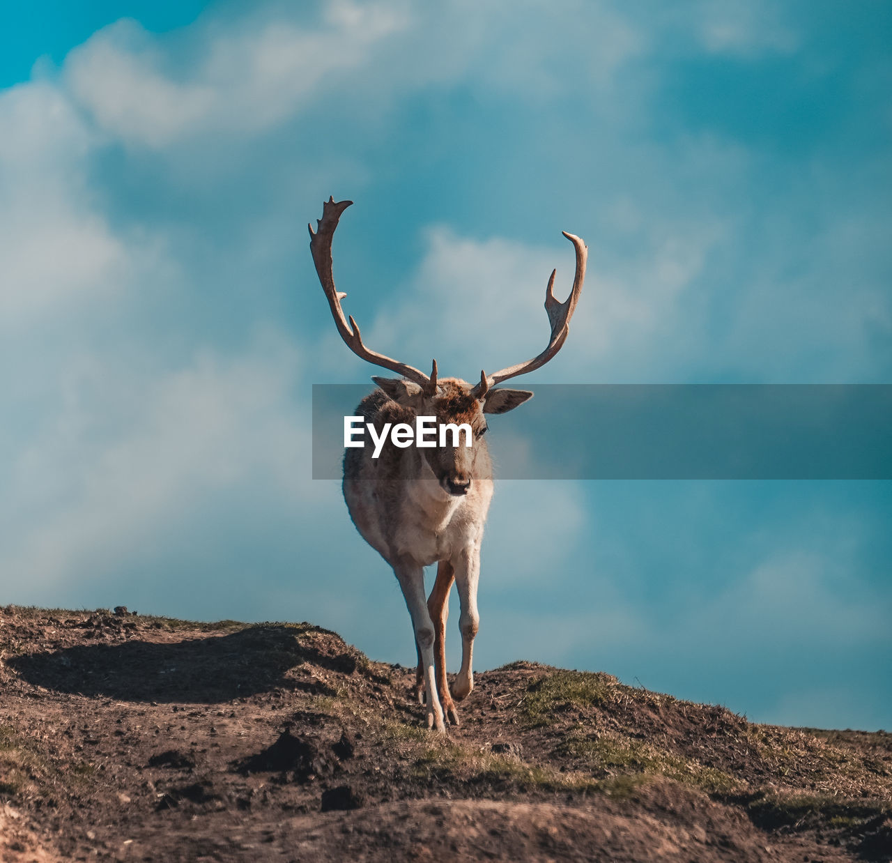 Deer standing on rock