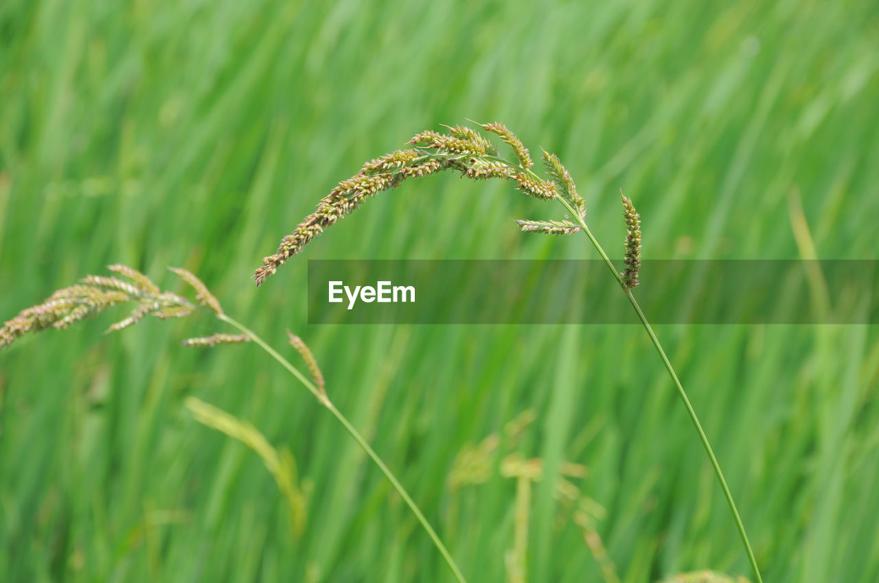 CLOSE-UP OF CROP ON FIELD