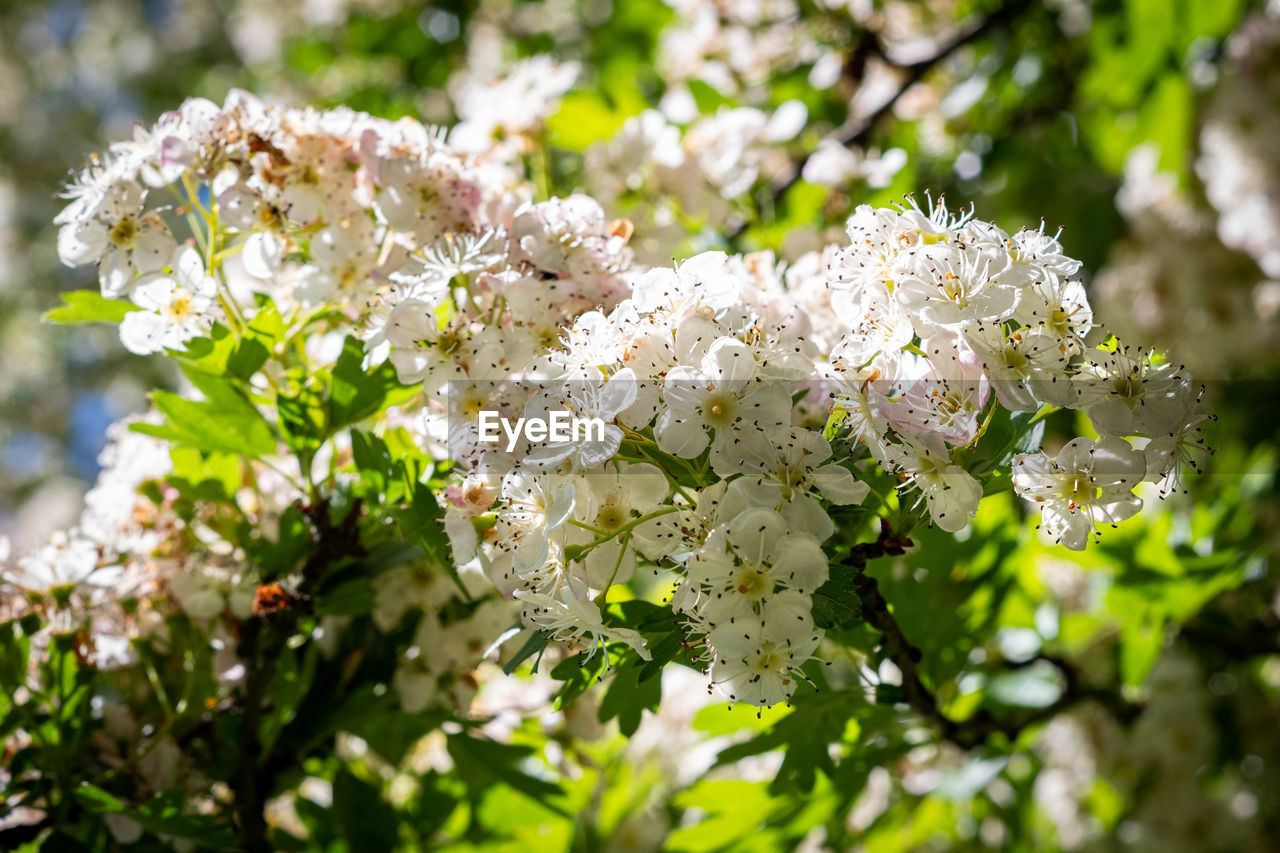 CLOSE-UP OF CHERRY BLOSSOMS ON TREE