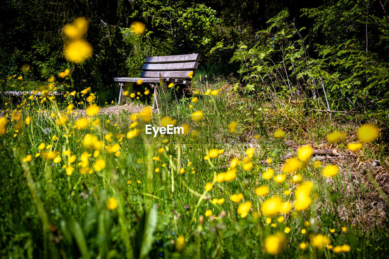 Yellow flowering plants on field