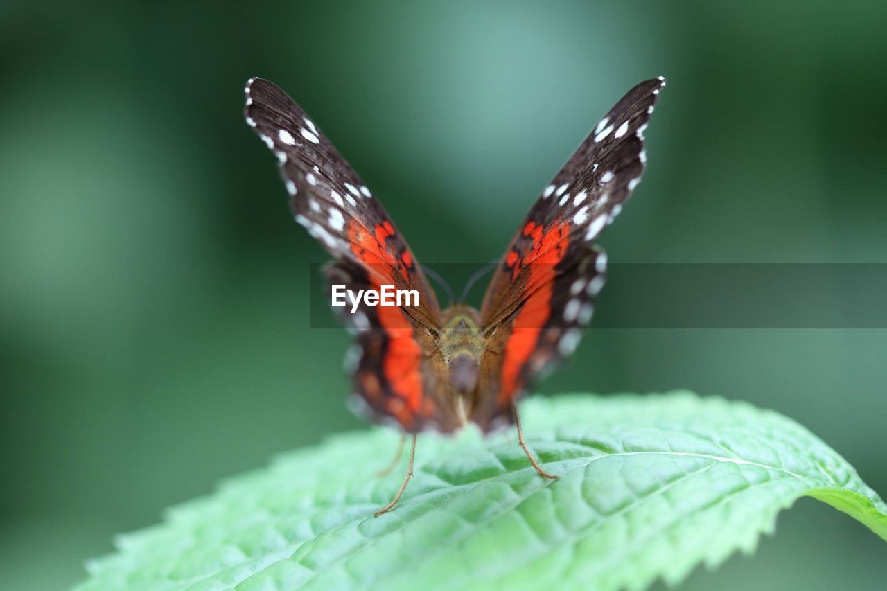 Close-up of butterfly on leaf
