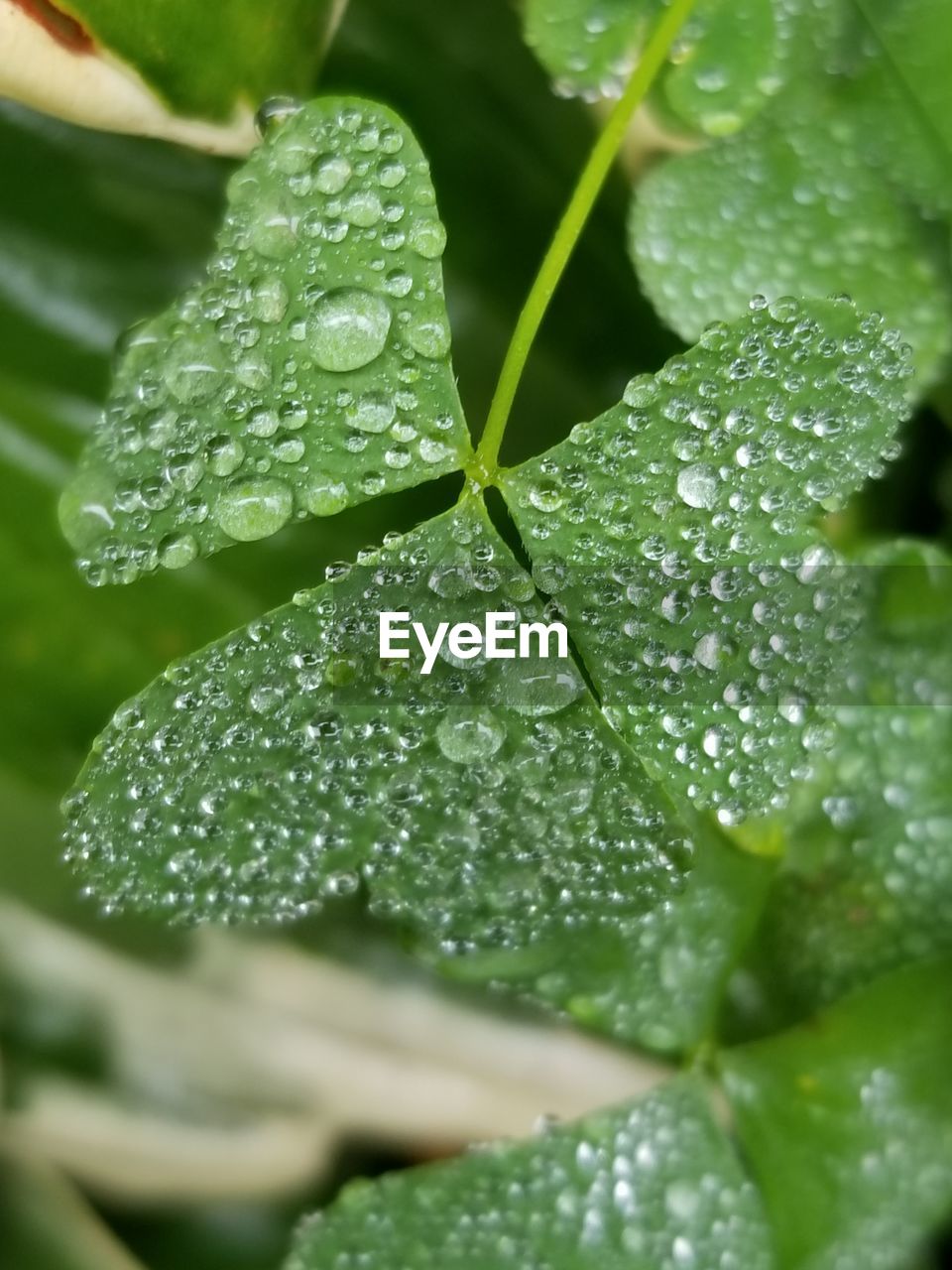 CLOSE-UP OF WATER DROPS ON PLANT LEAVES