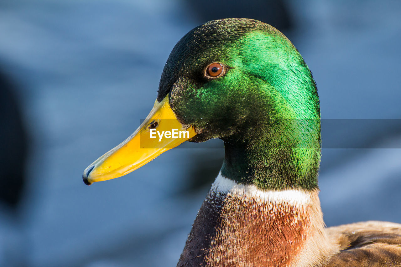 CLOSE-UP OF A DUCK