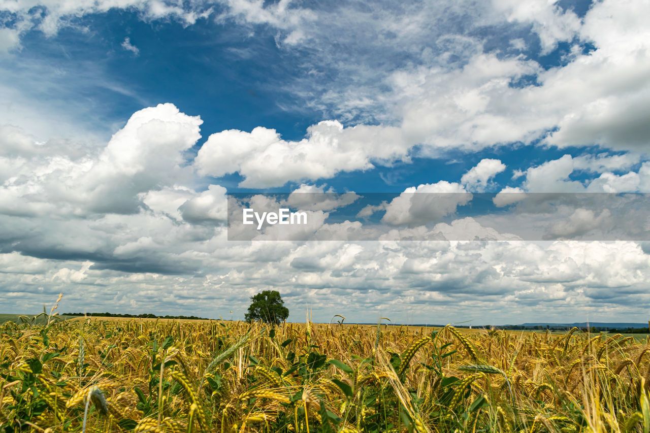 Tree by the field