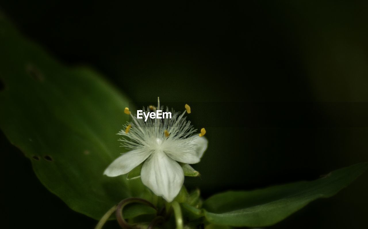 CLOSE-UP OF WHITE FLOWERS BLOOMING OUTDOORS