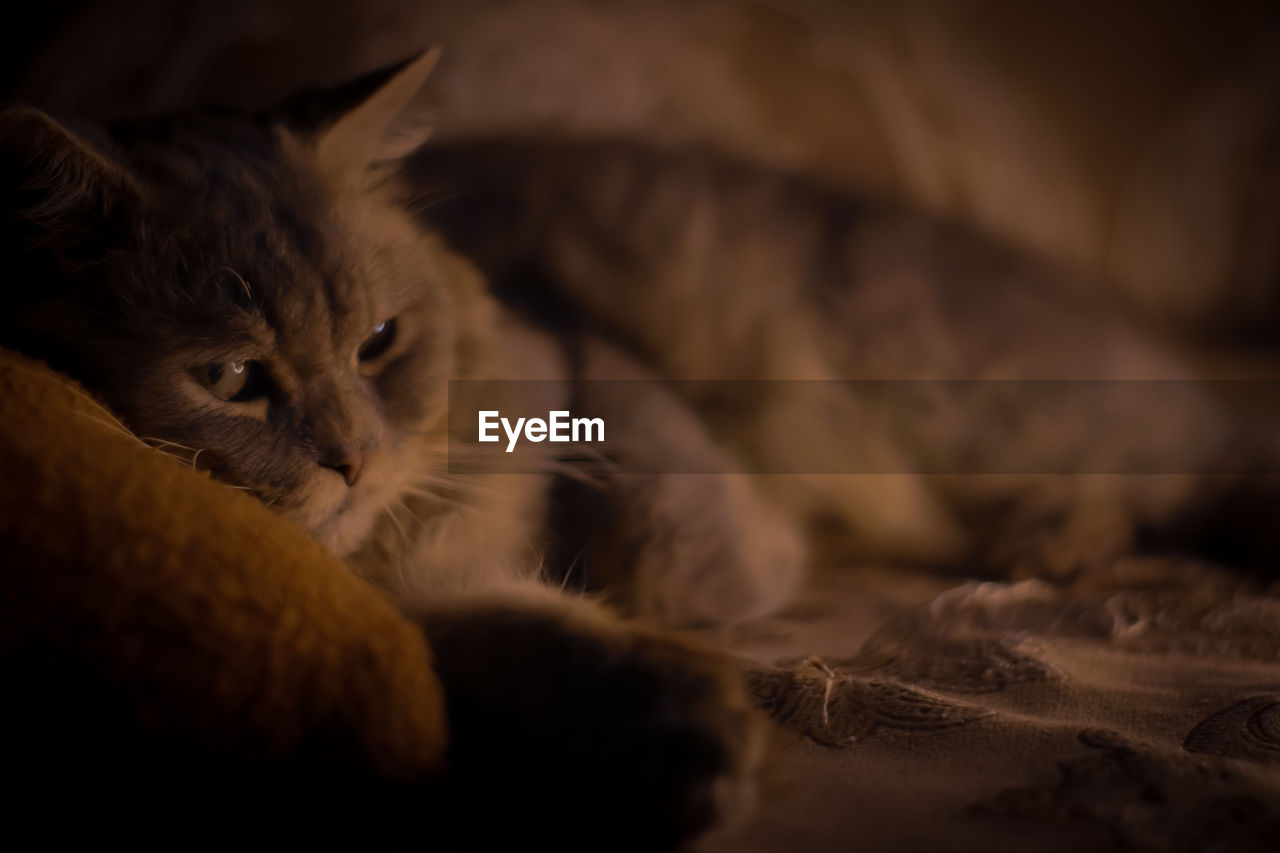 close-up of cat lying on bed