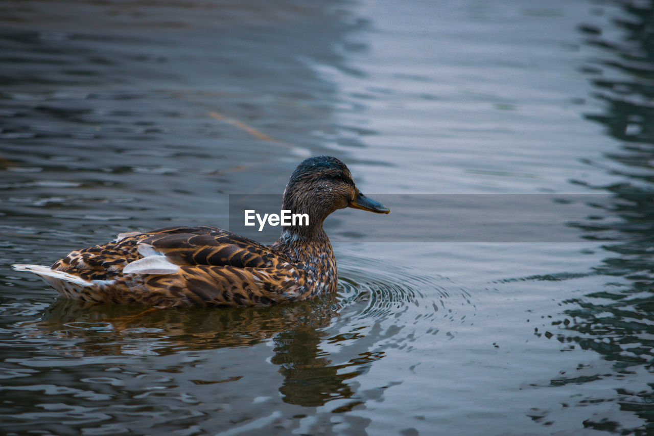 animal themes, animal, animal wildlife, wildlife, bird, water, duck, one animal, lake, mallard, swimming, beak, poultry, ducks, geese and swans, reflection, no people, mallard duck, nature, water bird, waterfront, wing, day, rippled, outdoors, side view