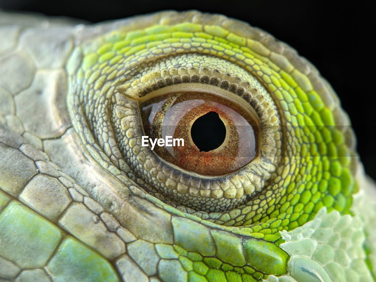 CLOSE-UP OF A REPTILE