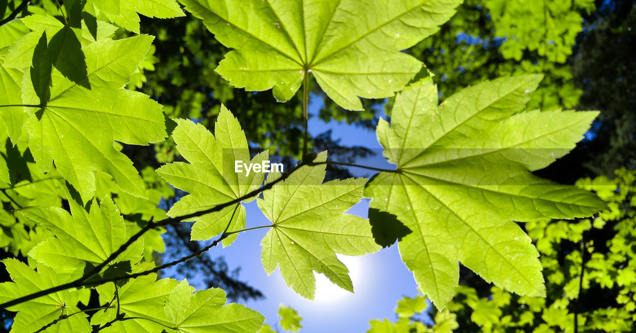 Low angle view of leaves