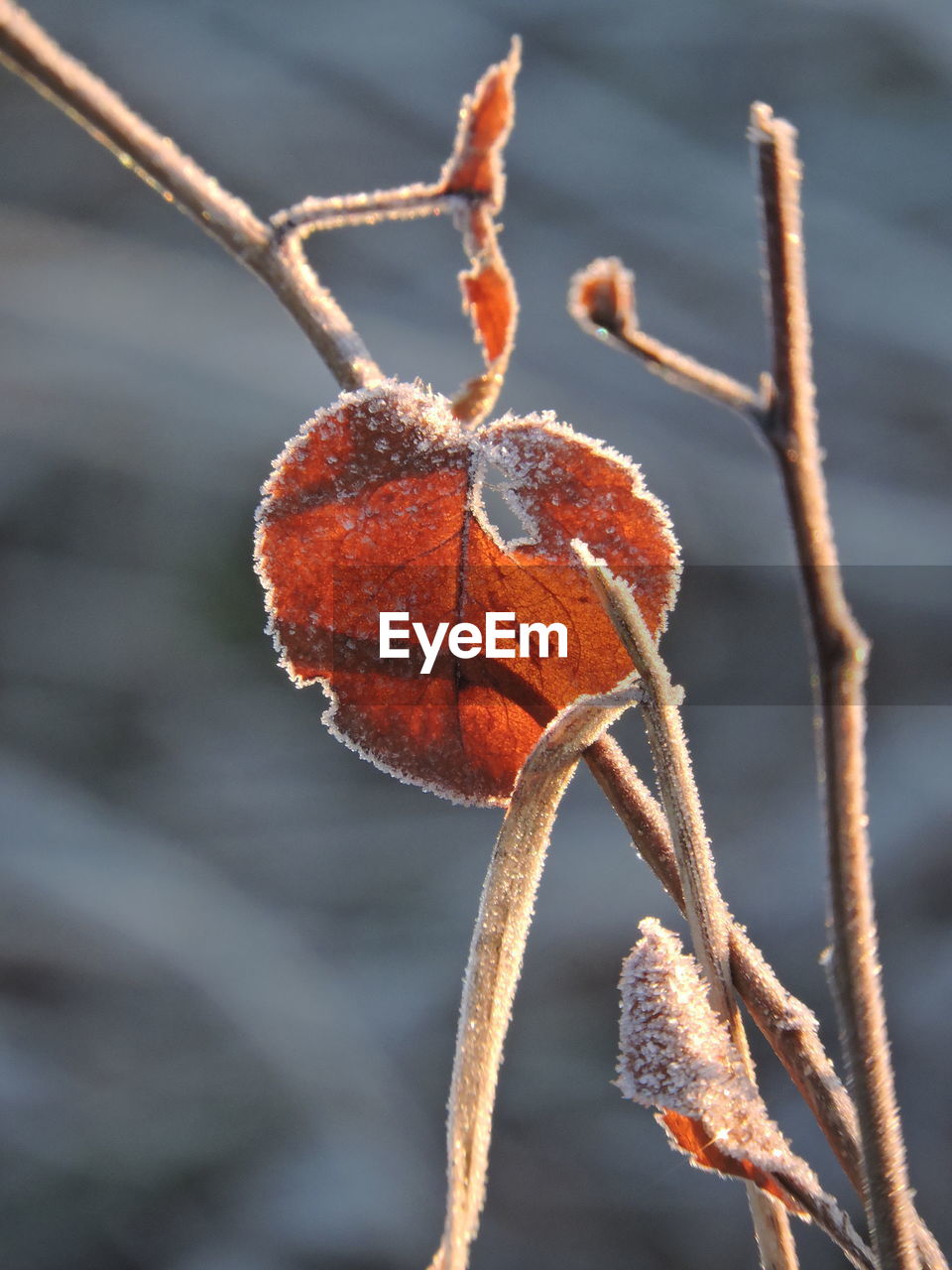 Close-up of frozen plant