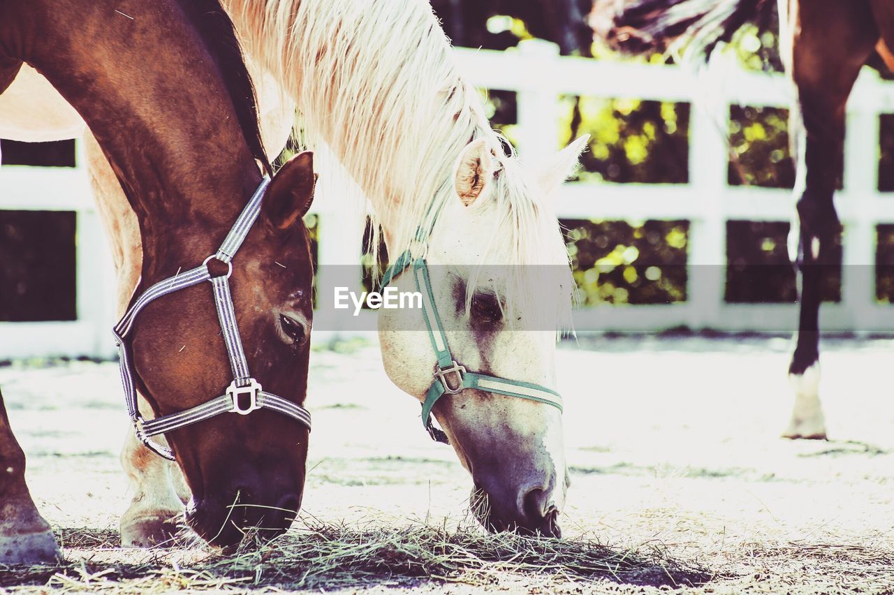 Close-up low section of two horses