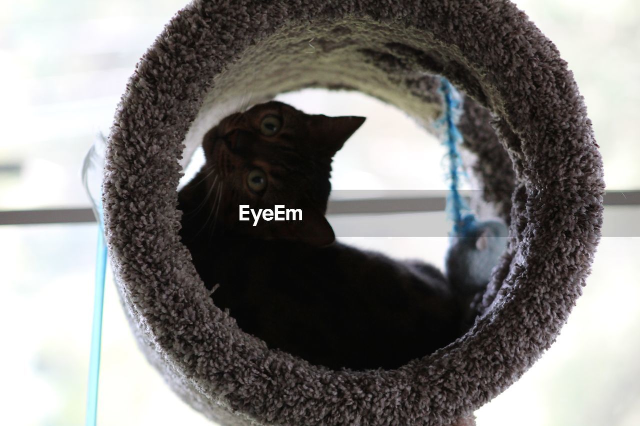 CLOSE-UP PORTRAIT OF A CAT LOOKING THROUGH OPEN