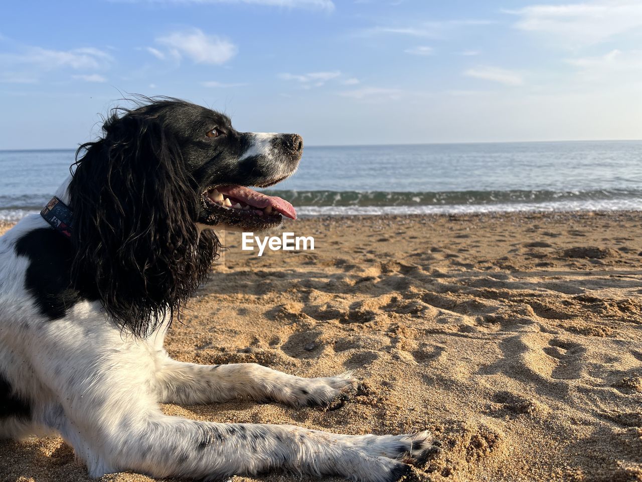 dog on beach against sky