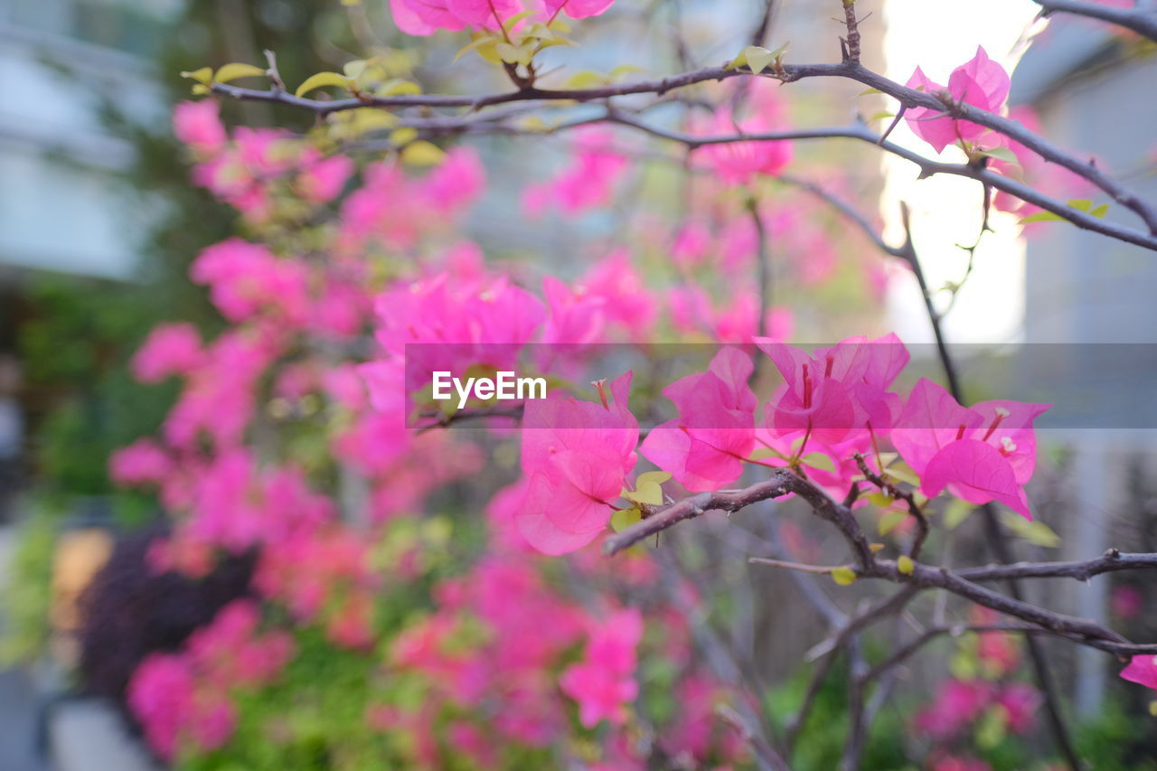 PINK CHERRY BLOSSOMS IN SPRING