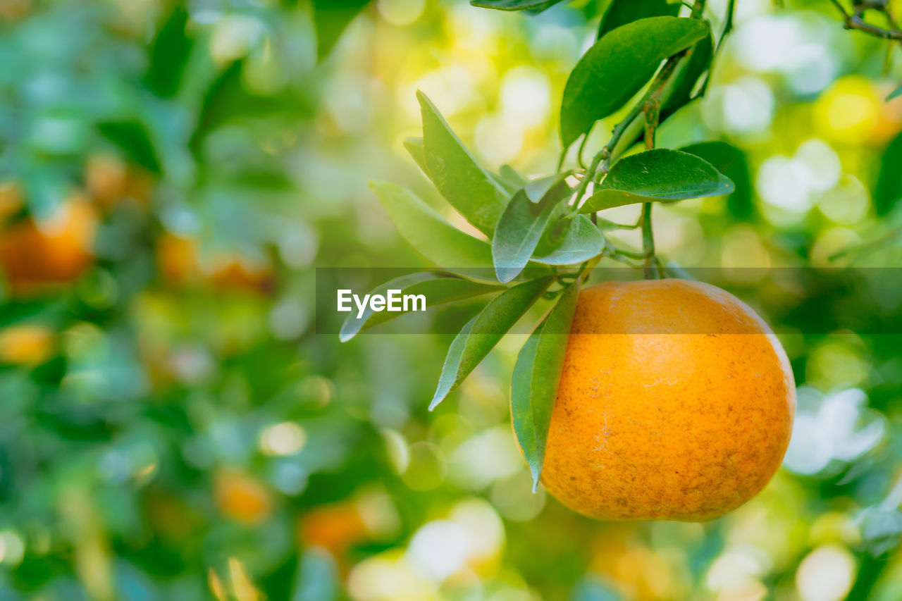 close-up of oranges