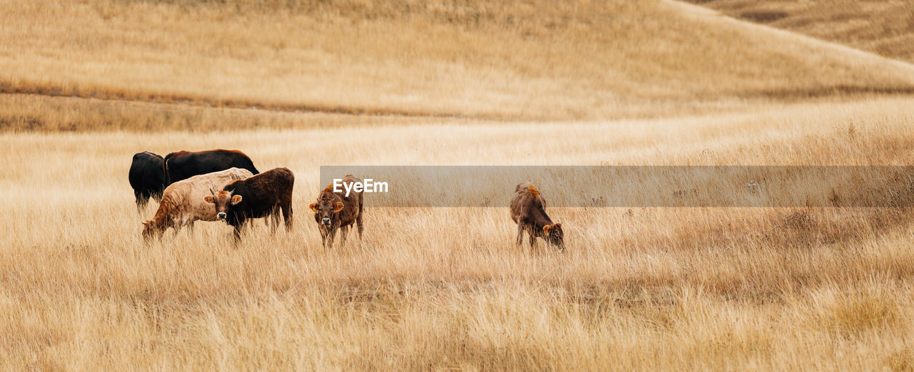 side view of horse grazing on field