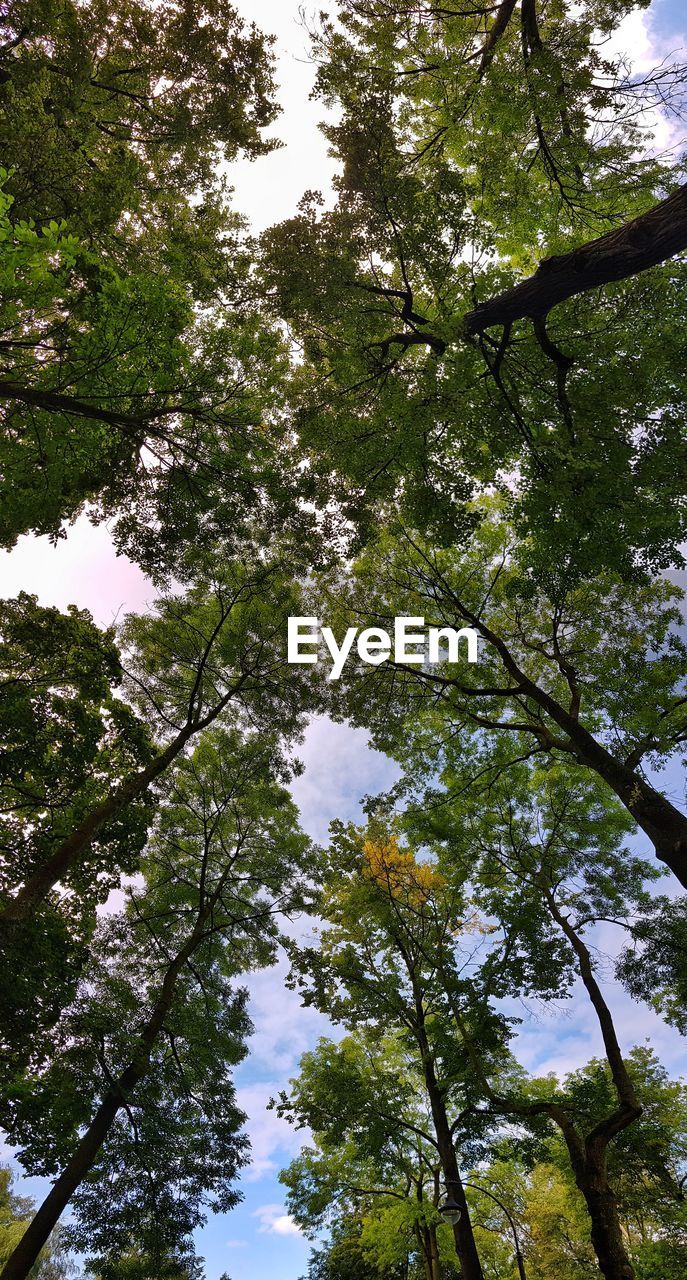 Low angle view of trees against sky