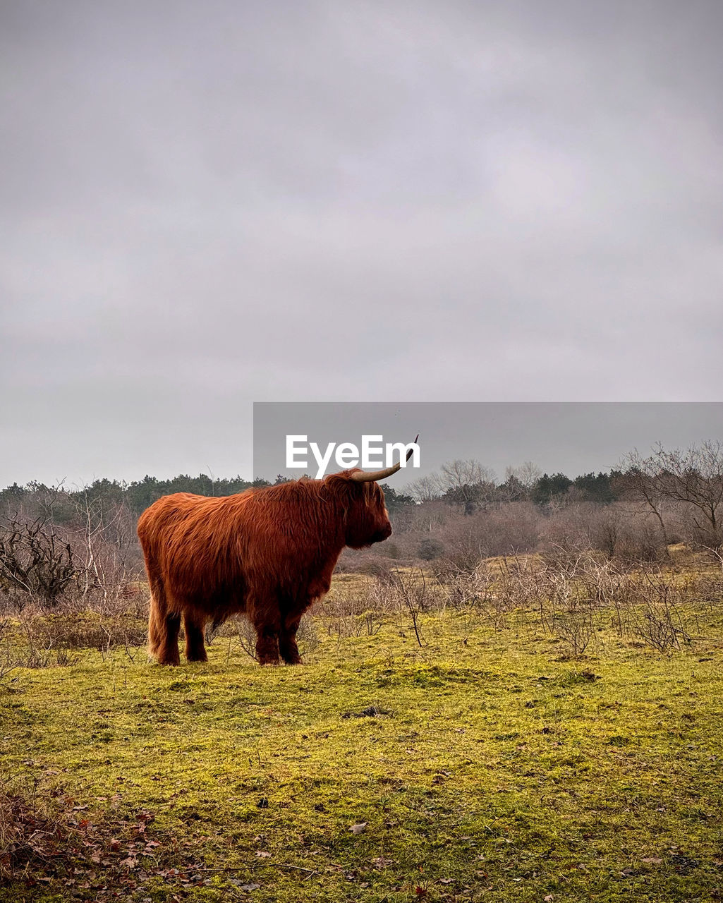 horse grazing on field