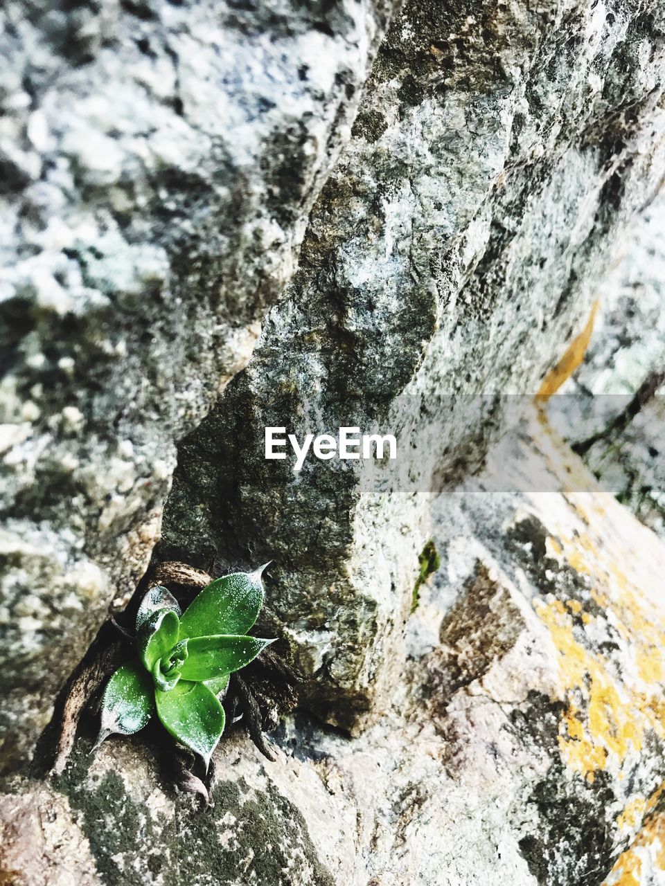 CLOSE-UP OF TREE TRUNK ROCK