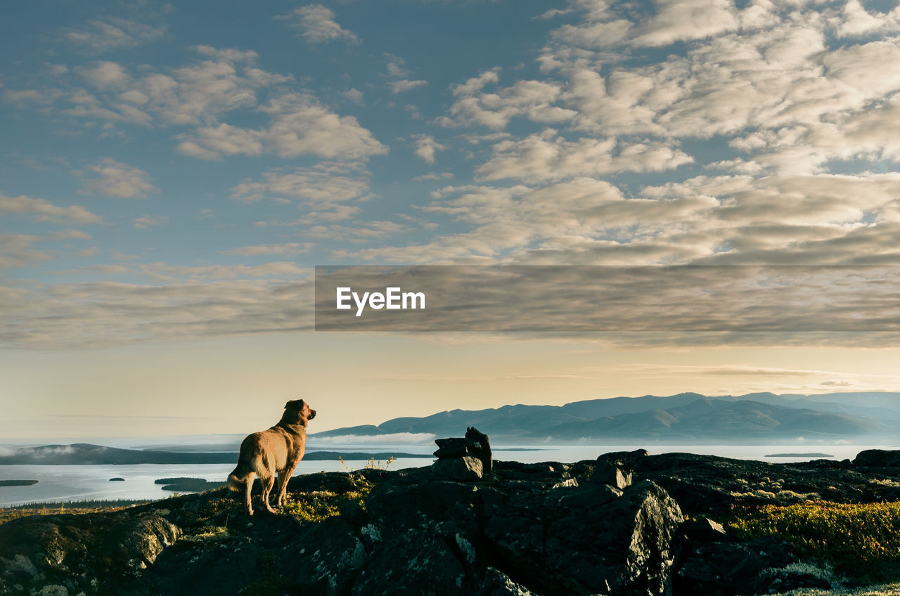 Dog standing on rock against cloudy sky during sunset