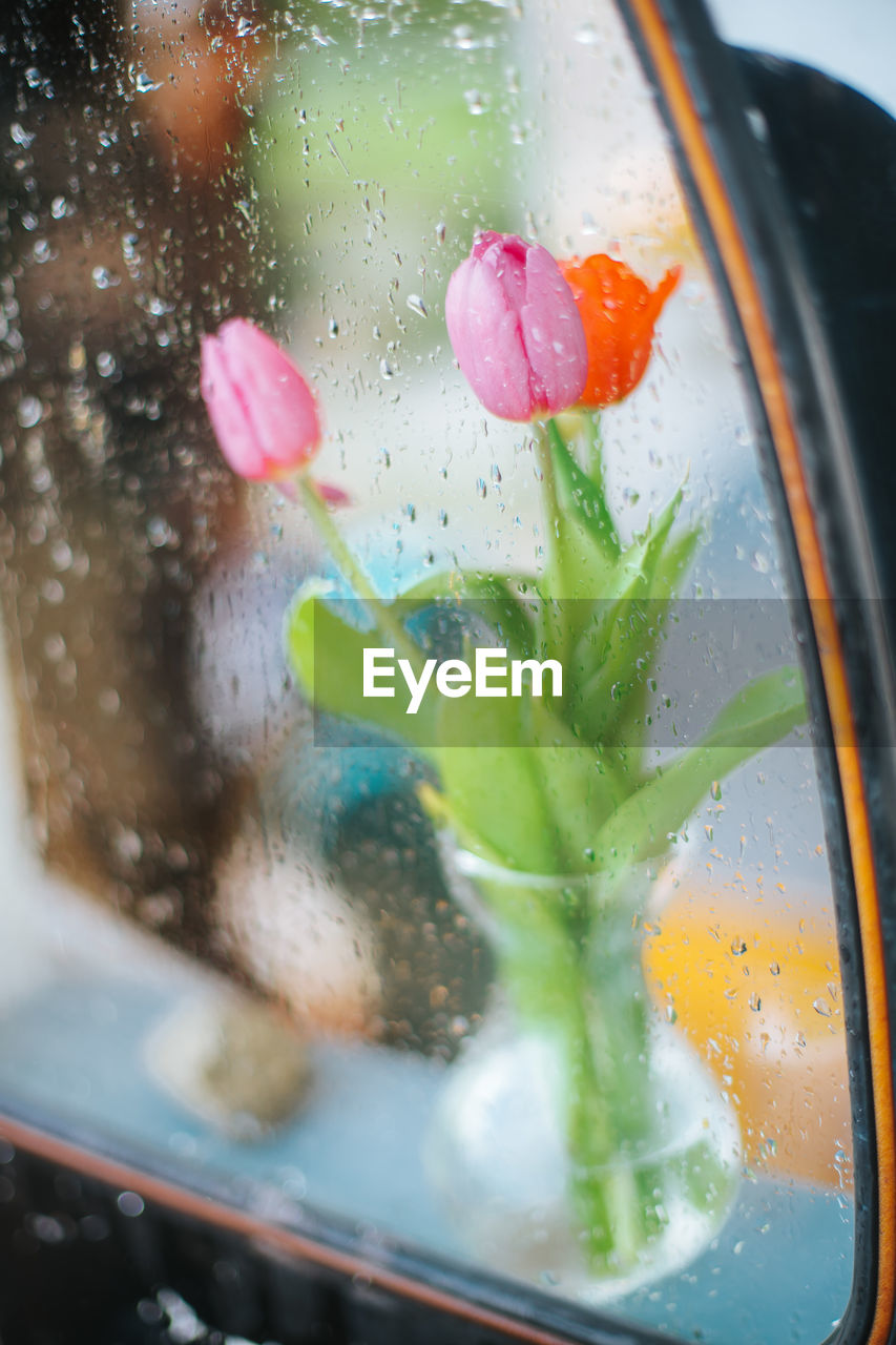 Close-up of wet glass window with tulips behind