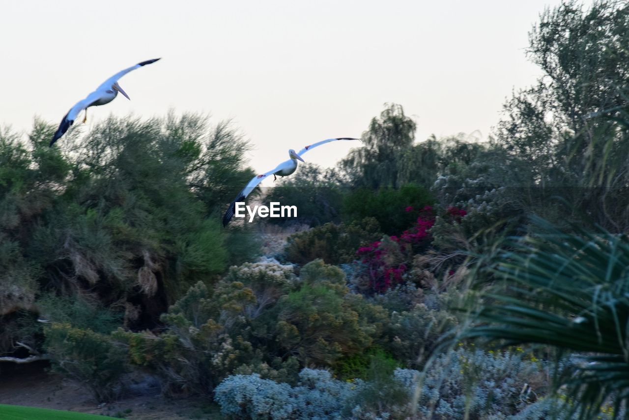 BIRD FLYING OVER TREES AGAINST SKY