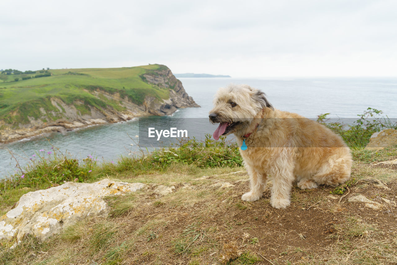 DOG ON BEACH