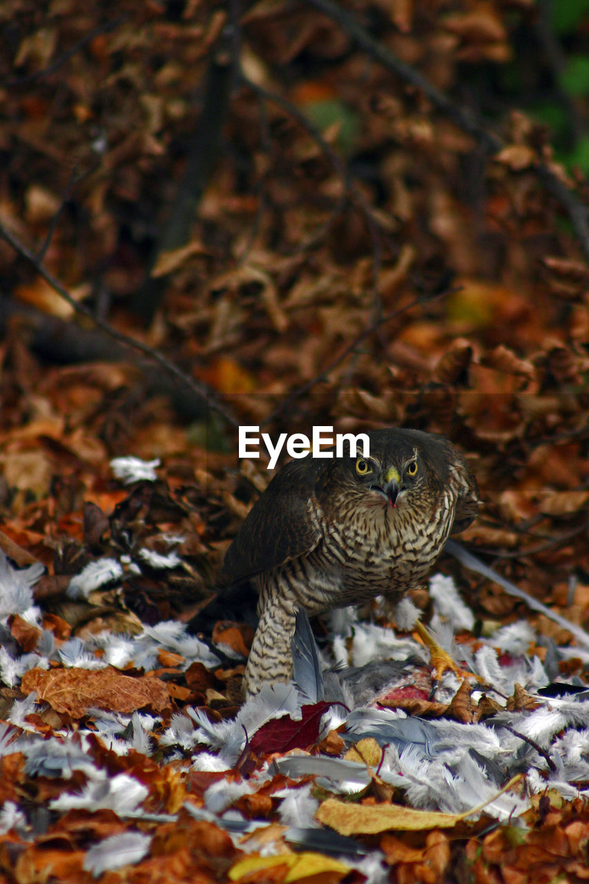 Female sparrowhawk