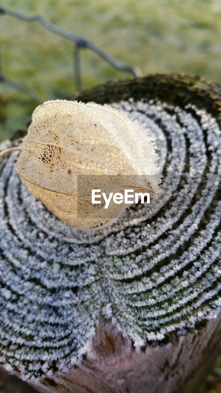 High angle view of winter cherry covering on tree stump during winter