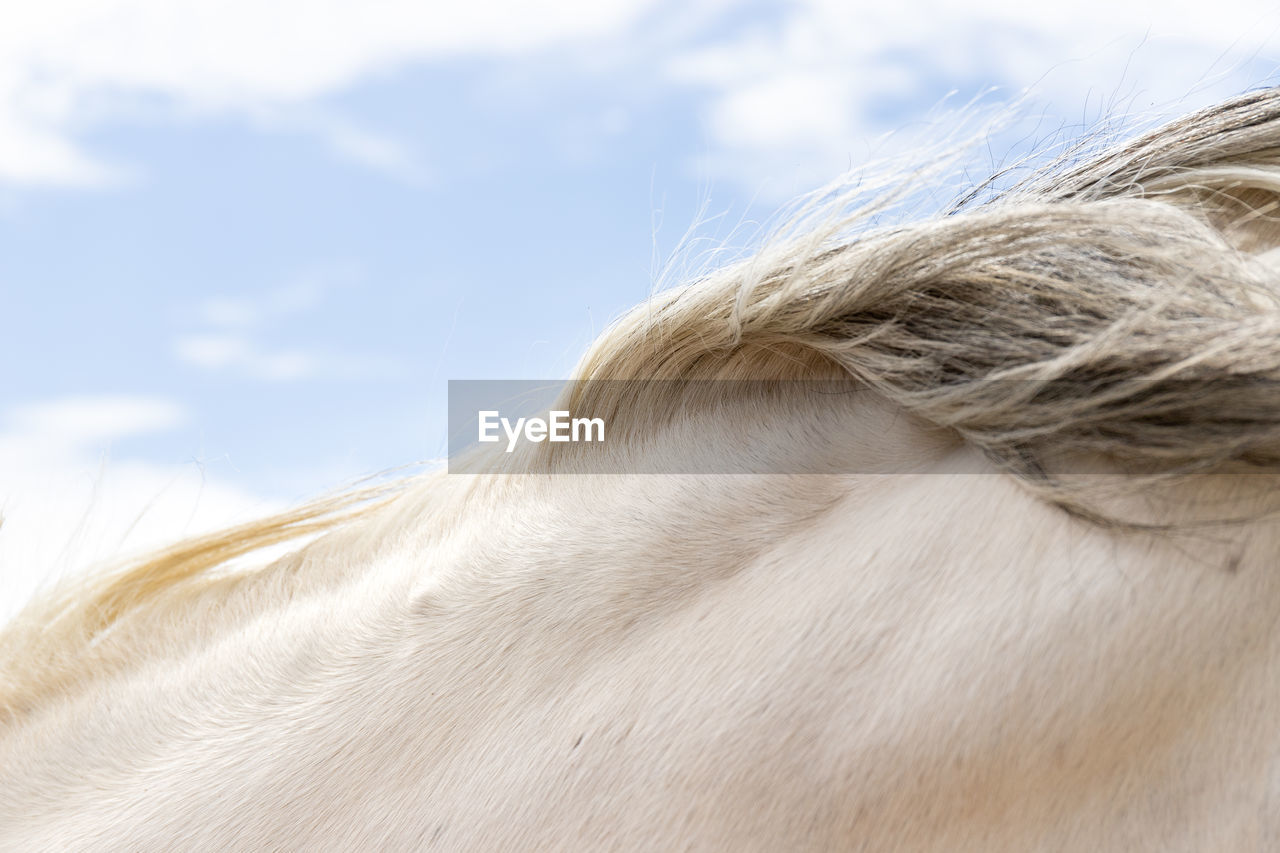 CLOSE-UP OF A HORSE EYE