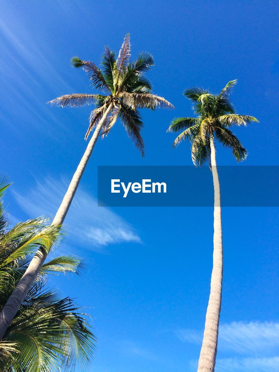 LOW ANGLE VIEW OF COCONUT PALM TREES AGAINST BLUE SKY