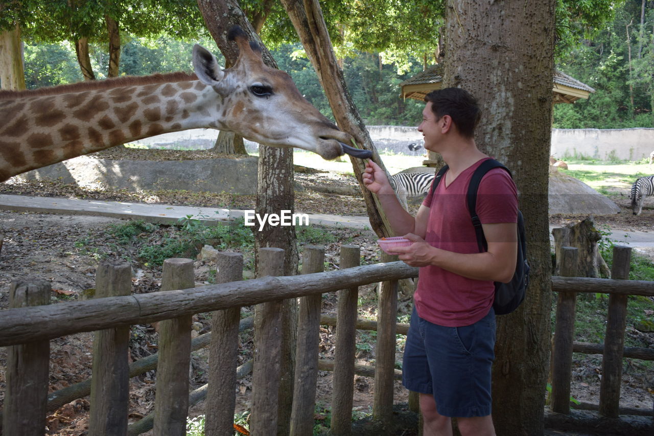 Man feeding giraffe while standing in zoo