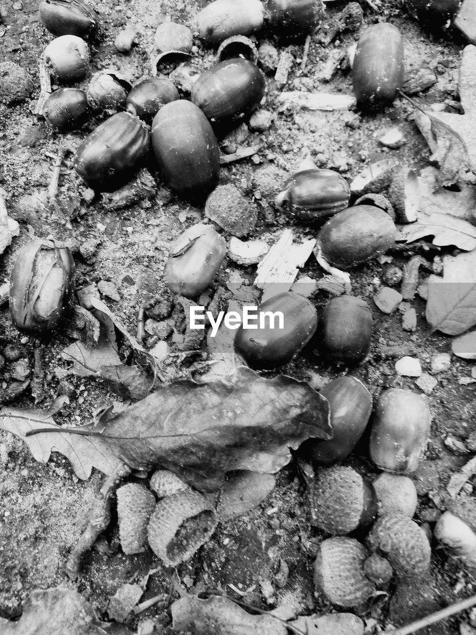 HIGH ANGLE VIEW OF SHELL ON GROUND