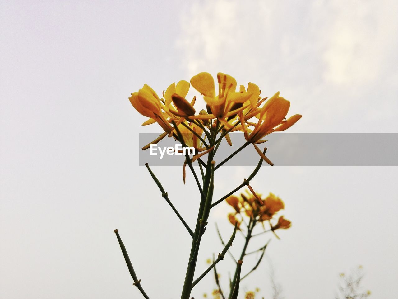 Close-up of yellow flowers against clear sky