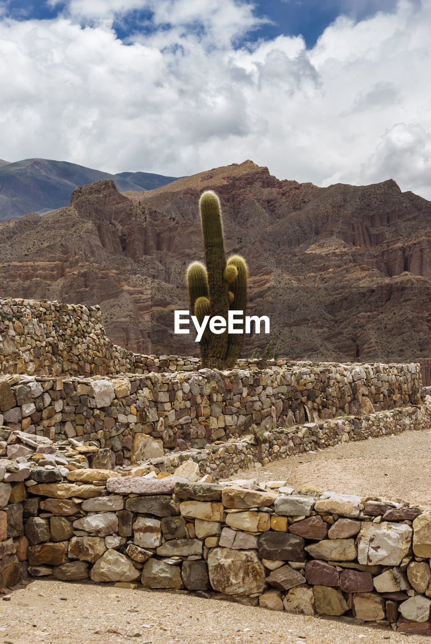 Cactus growing by rocky mountains against cloudy sky