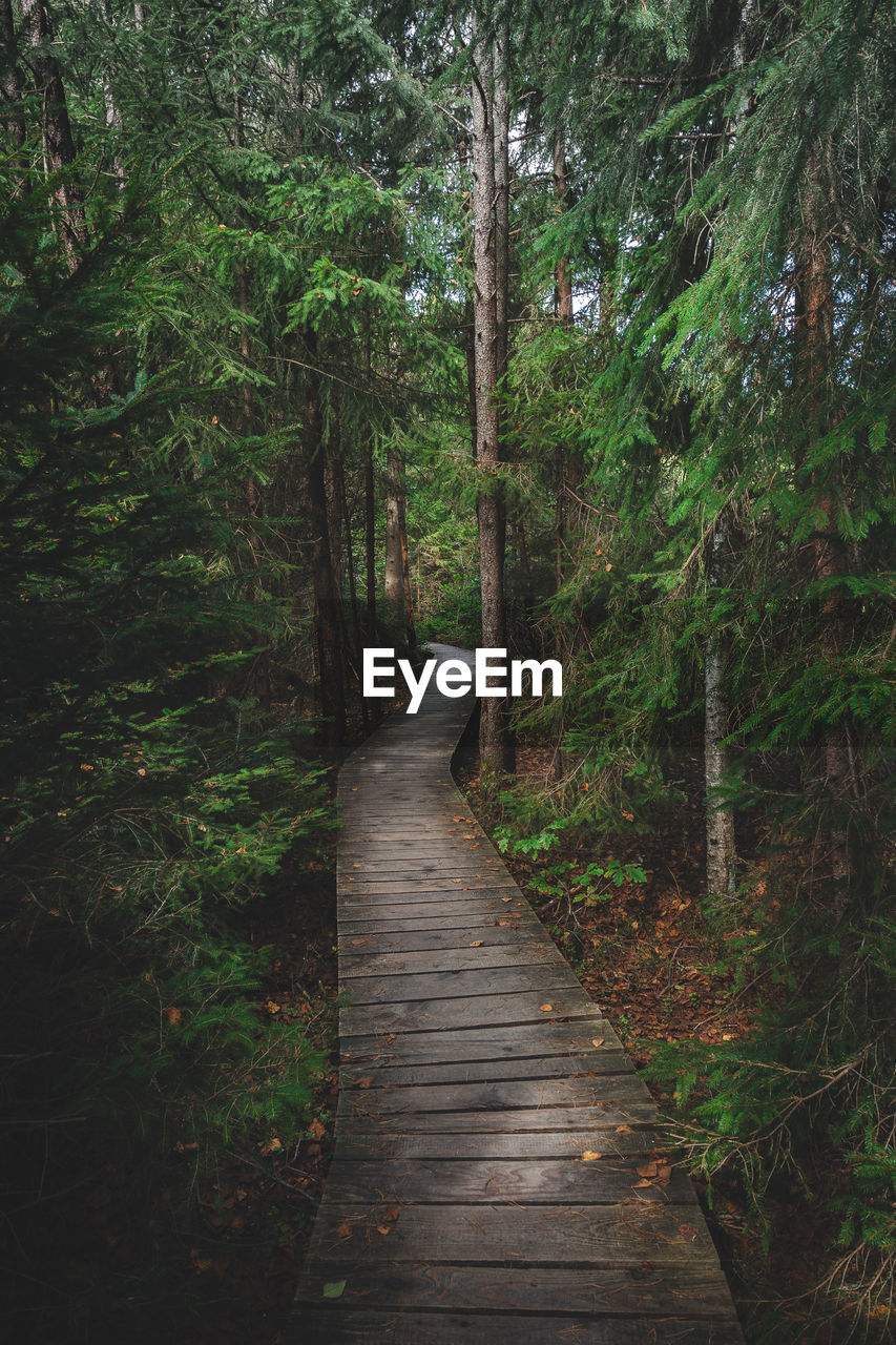 Boardwalk amidst trees in forest