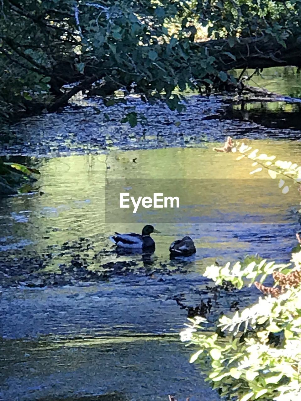 DUCKS SWIMMING IN A LAKE