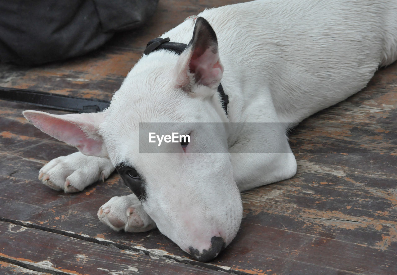 animal themes, animal, mammal, domestic animals, pet, one animal, bull terrier (miniature), bull terrier, relaxation, lying down, no people, dog, high angle view, canine, sleeping, indoors, flooring, resting, pig, livestock, young animal, bulldog, wood, white