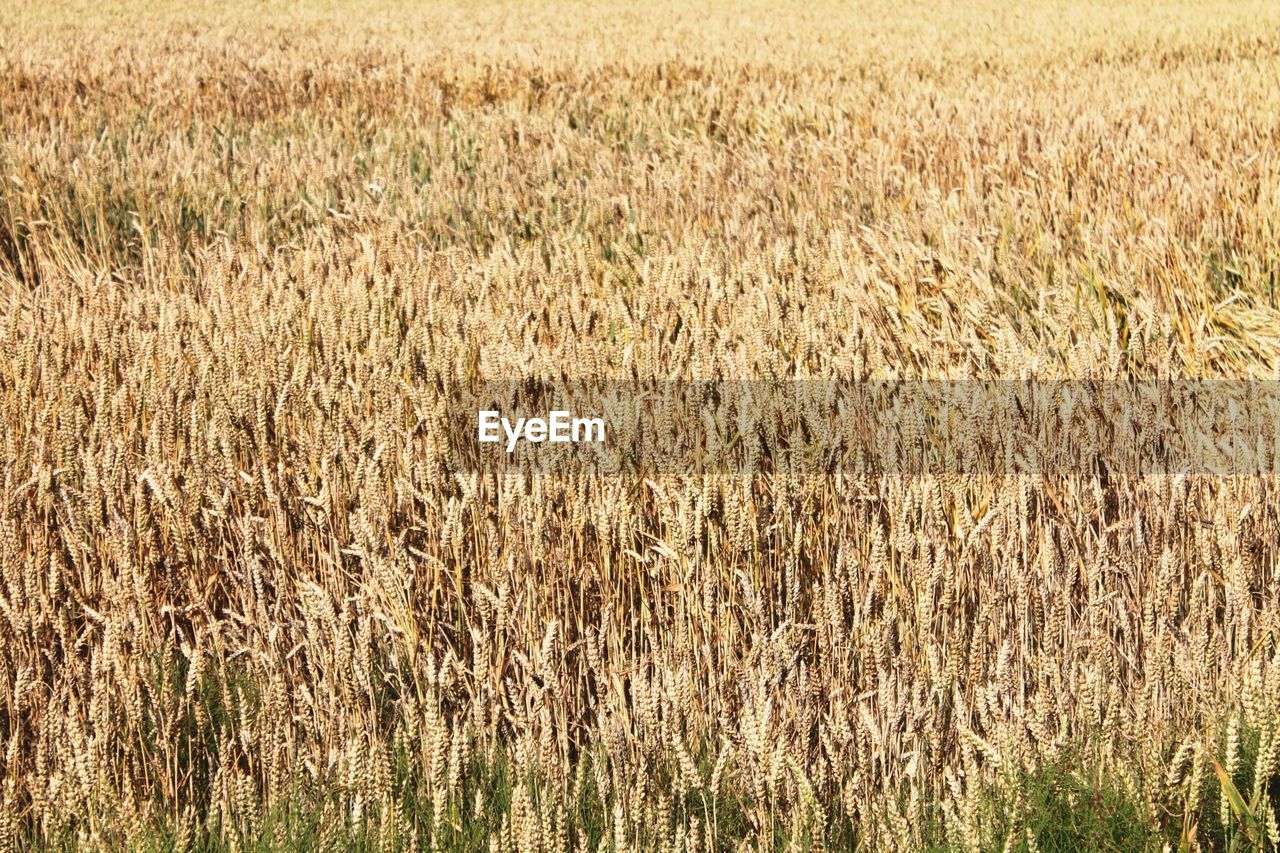 Full frame shot of wheat field