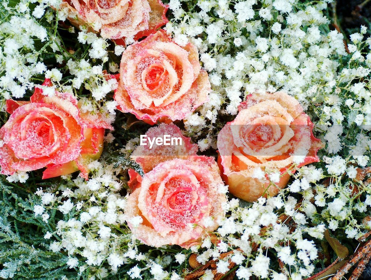 High angle view of flowers in bouquet