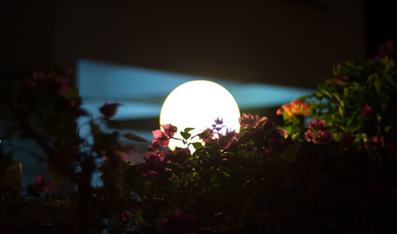 Close-up of plants at sunset