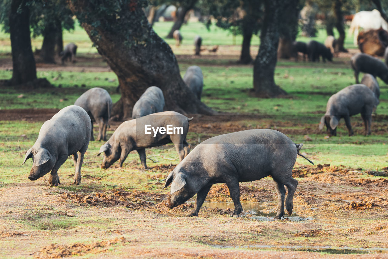 HERD OF SHEEP IN FARM