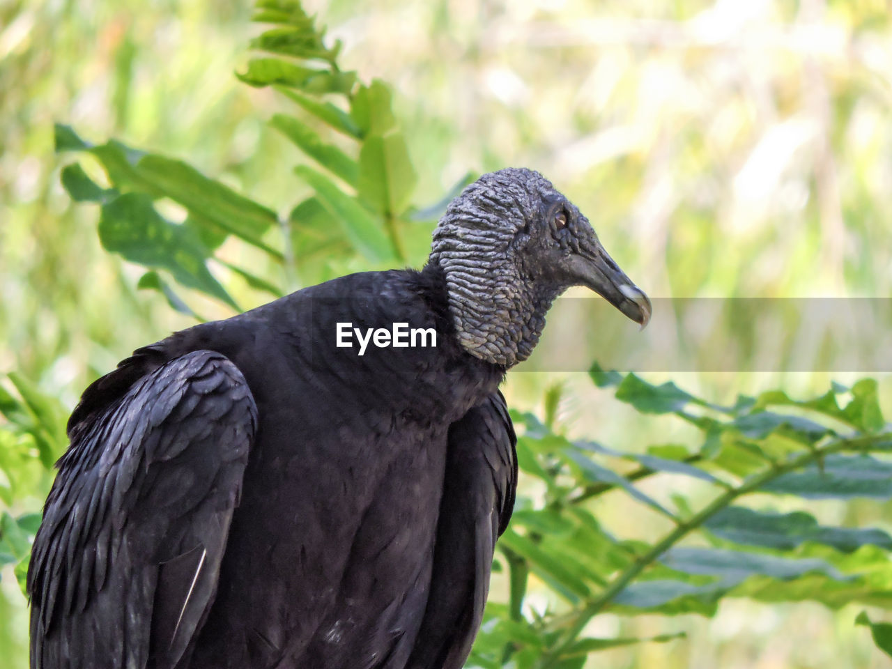 CLOSE-UP OF EAGLE PERCHING ON LEAF