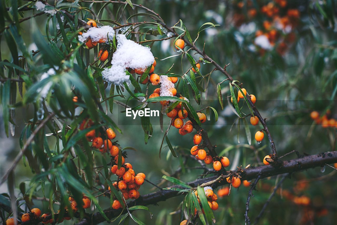 Close-up of rowan berries on tree