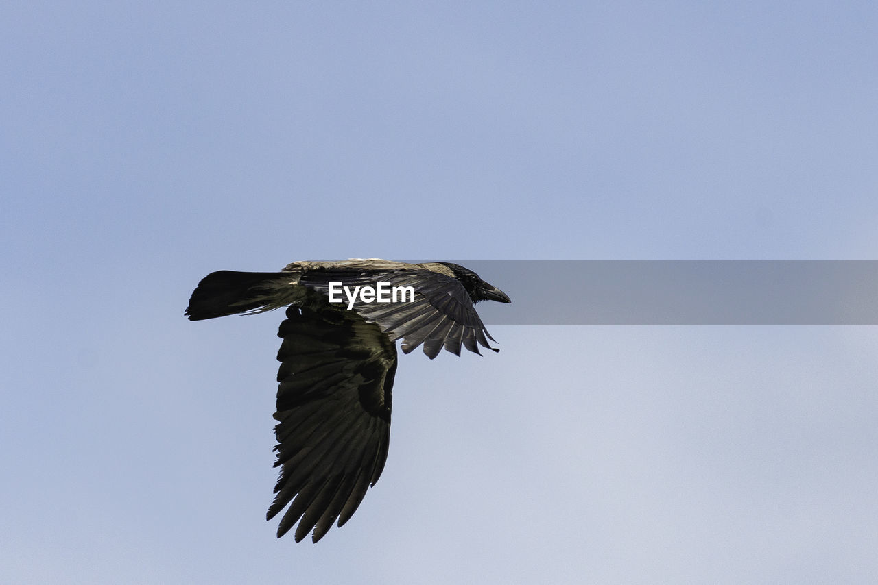 Low angle view of eagle flying in sky