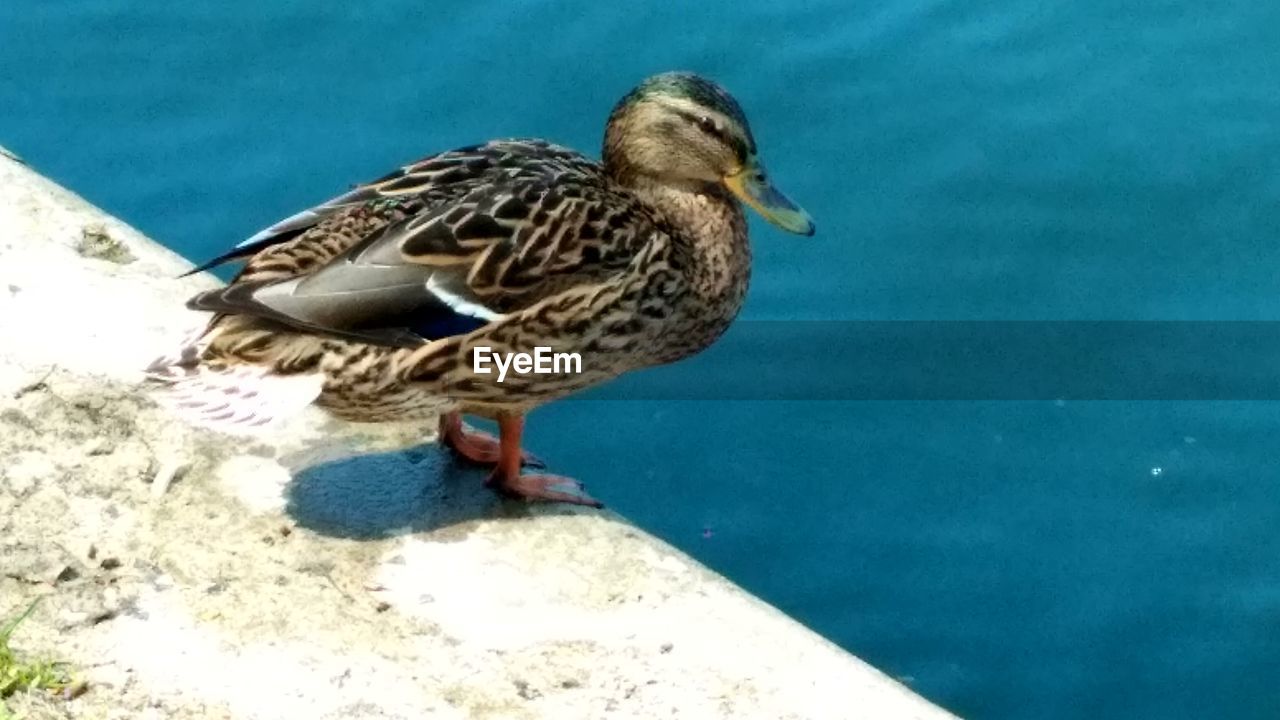 CLOSE-UP OF SPARROW PERCHING ON WATER