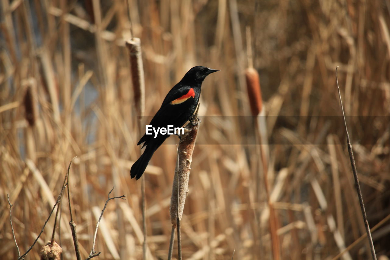 BLACK BIRD PERCHING ON A FIELD