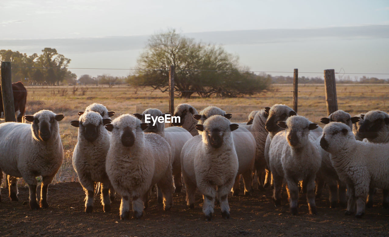 sheep grazing on field against sky
