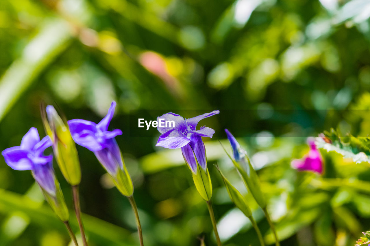 Close-up of purple flower